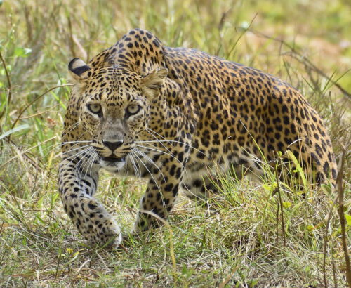 Yala-National-Park-Safari-Game-Drive-4.jpg